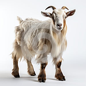 Authentic Uhd Goat On White Background photo