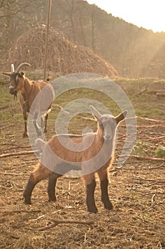 Majestic goatling