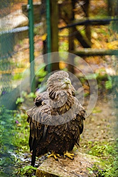 majestic golden eagle in captivity