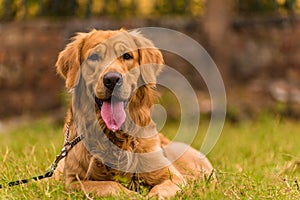 Majestic Golden Retriever