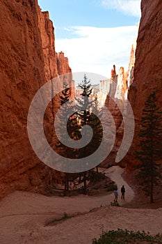 Majestic Gorge In Bryce Canyon Formations Of Hoodos. Geology. Travel.Nature.