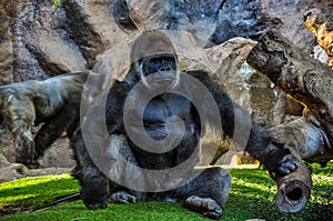 Majestic gorilla in the zoo