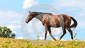 Majestic graceful brown horse in meadow.