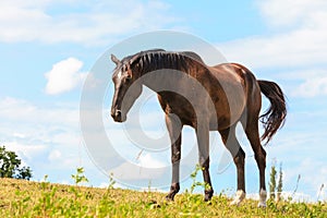 Majestic graceful brown horse in meadow.