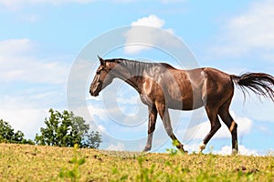 Majestic graceful brown horse in meadow.