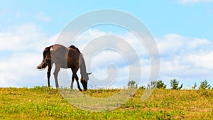 Majestic graceful brown horse in meadow.