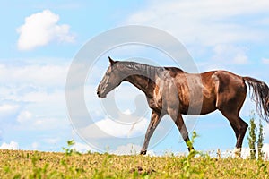 Majestic graceful brown horse in meadow.