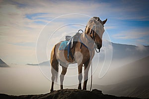 Majestic graceful brown horse stallion on top of a mountain surrounded by clouds and blue sky
