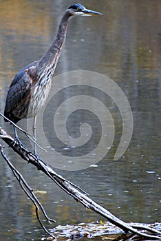 Majestic Great Blue Heron