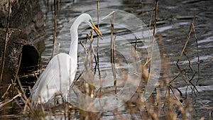 Majestic Great Egret Hunting in the Marsh at Dawn