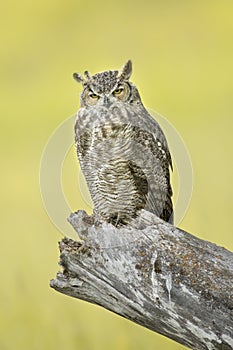 Majestic Great horned owl in Idaho