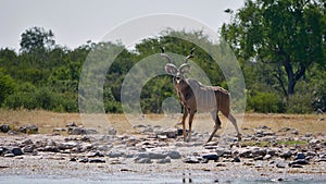 Majestic greater kudu woodland antelope with huge antlers at a waterhole in Kalahari desert, Etosha National Park, Namibia.