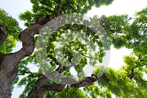 Majestic, green crown of tall, large elm tree with gnarled, twisted branches photo