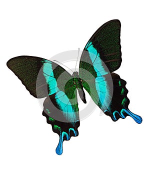 Majestic Green Swallowtail