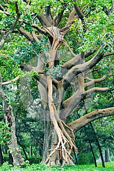 Majestic green tree in city park Hawassa, Ethiopia