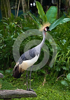 the majestic Grey crowned crane