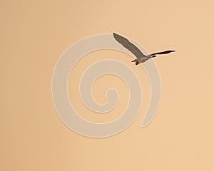 Majestic grey heron soaring in the sky against a backdrop of golden hues and subtle grey tones