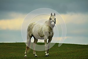 Majestic Grey Horse