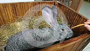 Majestic Grey Rabbit Munching on Carrot in Straw-Filled Hutch