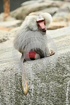 Majestic hamadryas baboon in captivity.