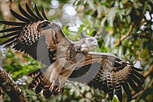 Majestic Harpy Eagle in Flight Amidst Lush Green Foliage, Displaying Impressive Wing Span and Sharp Talons in Natural Habitat