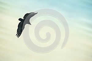 Majestic hawk flying through air seen from below with sky overhead