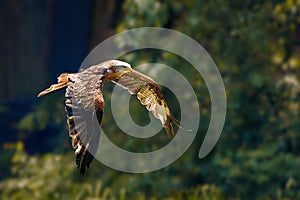 Majestic hawk soars through the air, its wingspan silhouetted against the backdrop of a large tree