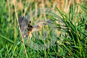 Majestic heron in flight against a backdrop of lush green foliage