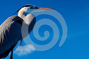 Majestic heron stands tall, silhouetted against the deep blue sky