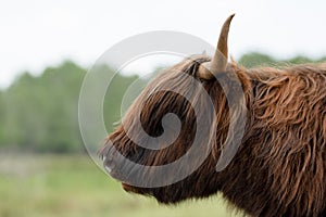 A majestic highland Scottish bull in a natural habitat with a magnificent coat