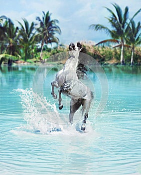 Majestic horse jumping in the pool