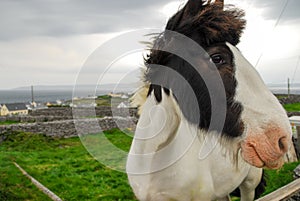 Majestic Horse with mustache in Ireland