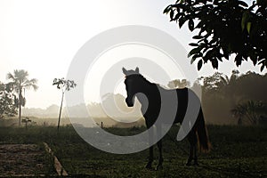 Majestic horse silhouette amidst forest morning mist