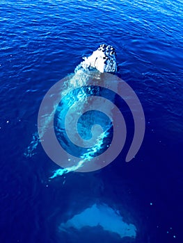 Majestic Humpback Whale in the big blue ocean