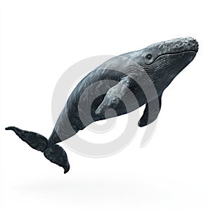 Majestic Humpback Whale Breaching the Ocean Surface photo