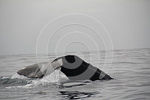 Majestic humpback whale preparing to submerge underwater in its natural environment