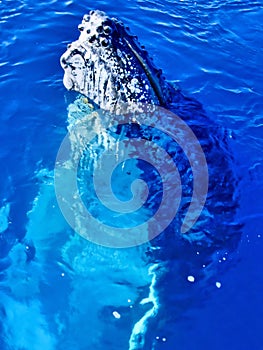 Majestic Humpback Whale up close