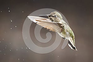 Majestic Immature Male Anna\'s Hummingbird In Flight