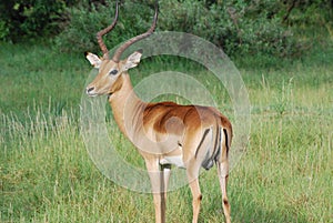Majestic Impala Buck
