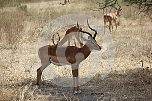 Majestic impala standing in the field under the shadow of a tree