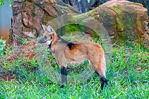 Majestic and imposing Maned Wolf (Chrysocyon brachyurus) in natural environment , selective focus.