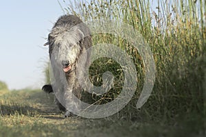 The majestic Irish Wolfhound walks along the dirt road lined with tall grass