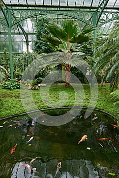 Majestic Japanese Koi Fish Swimming in Pond at Greenhouse. Japanese Carp Gracefully Gliding in Greenhouse Pond. Tranquil