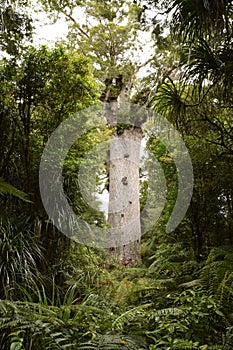 Majestic Kauri tree in the Waipoua Forest