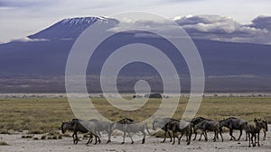 Majestic kilimanjaro as a backdrop. Ideal landscape.