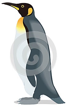majestic king penguin bird vector illustration transparent background