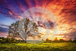 Majestic landscape of bright colorful sunrise over rural meadow with large tree in the spring morning