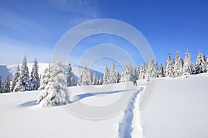 Majestic landscape in the cold winter morning. The wide trail. Christmas forest. Wallpaper background.