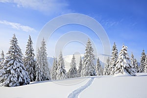 Majestic landscape in the cold winter morning. The wide trail. Christmas forest. Wallpaper background.