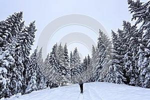 Majestic landscape in the cold winter morning. The wide trail. Christmas forest. Wallpaper background.